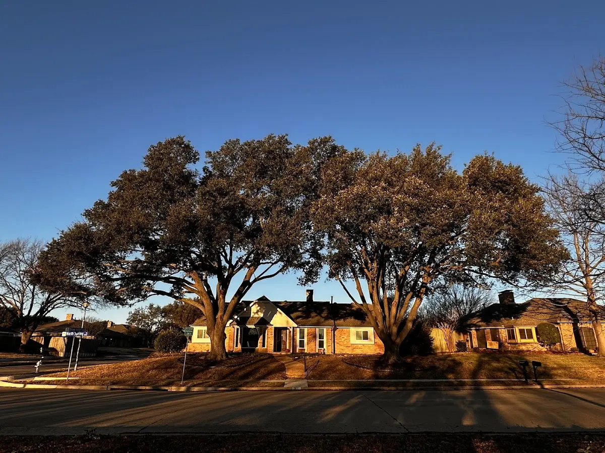 Established residential canopy tree shading a home in Brownsville